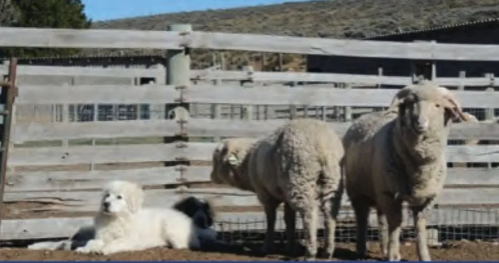 Perros protectores junto a una majada de ovejas, una herramienta sobre la que trabaja el INTA en Patagonia. Foto: INTA.