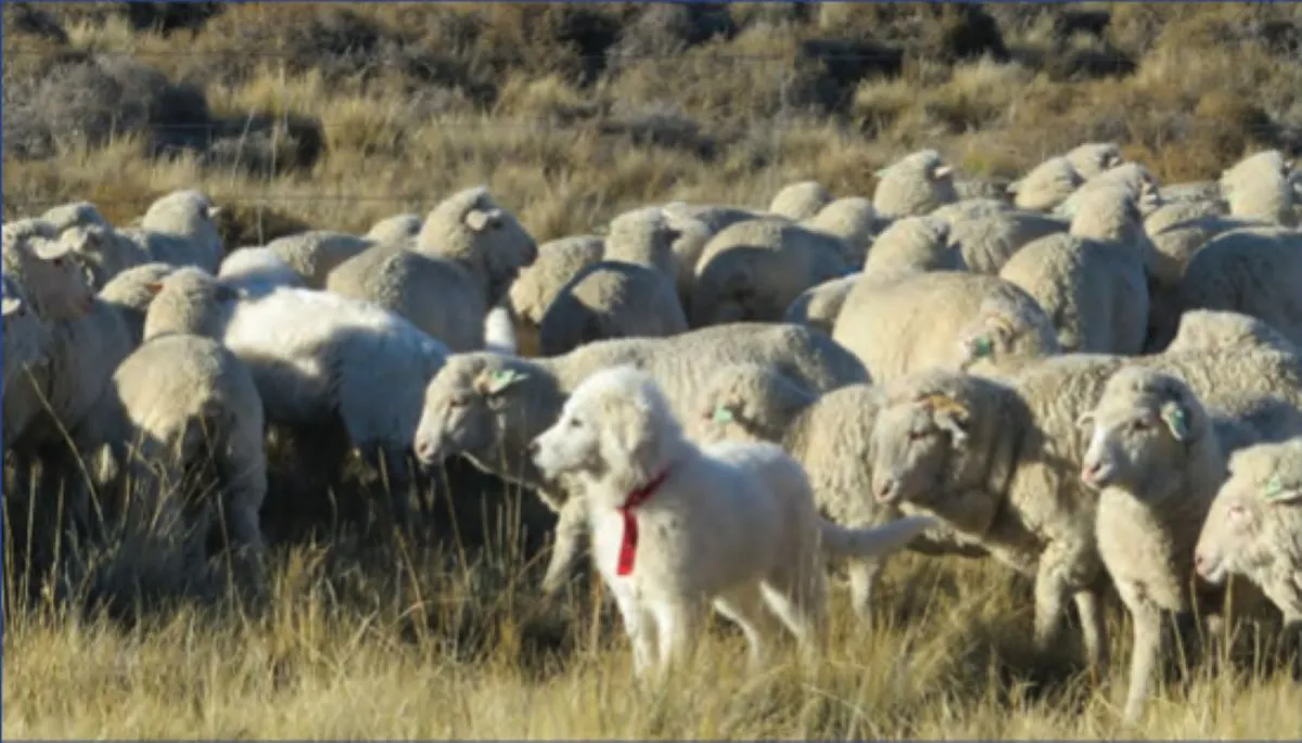 Entre las ovejas, el perro protector cumple su tarea: cuidar la majada. Foto: INTA.