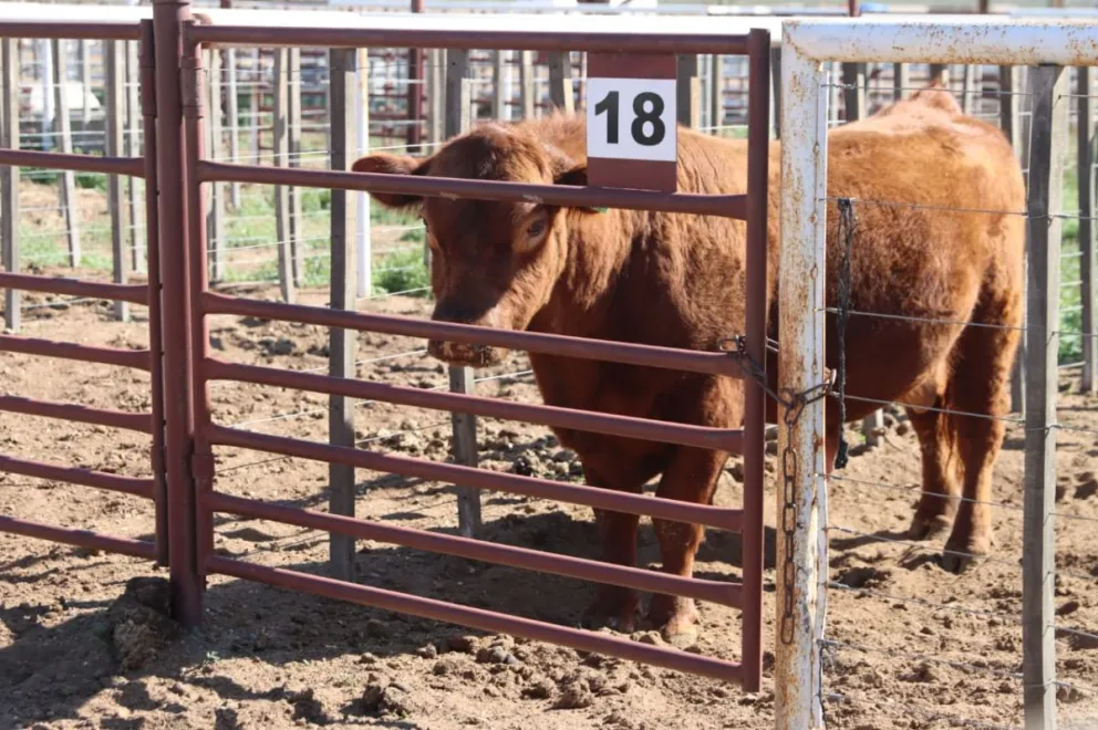 Los bovinos serán protagonistas este sábado, con la jura de las razas Hereford y Angus. Foto: Tania Domenicucci.