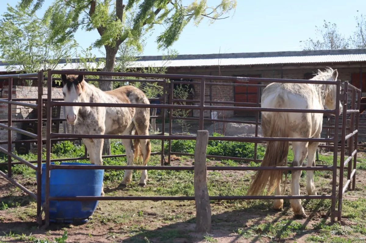 Los caballos tendr&aacute;n su propia pista este fin de semana, con destrezas criollas y Prueba de Riendas. Foto: Tania Domenicucci.