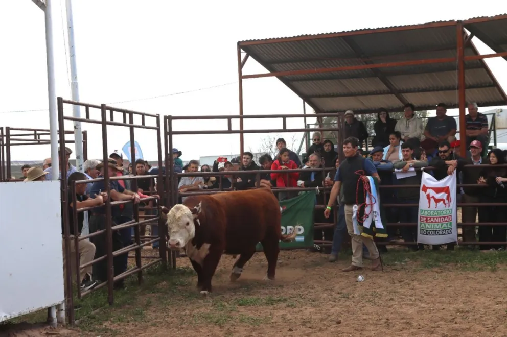 El Gran Campeón Macho Hereford fue vendido por $11 millones. Foto Tania Domenicucci-ANR