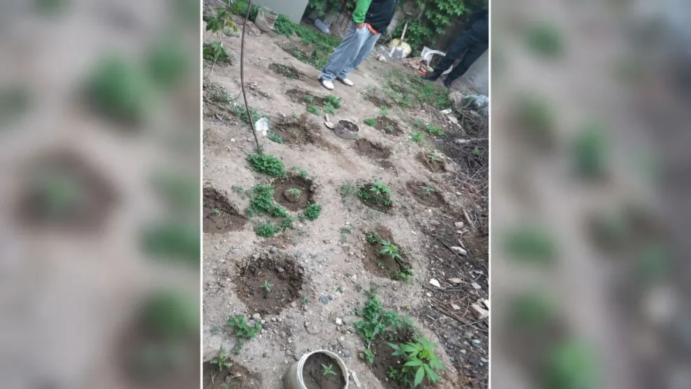 Las plantas de cannabis estaban en el patio trasero de una casa de Neuquén al 300. Foto: Policía de Río Negro.