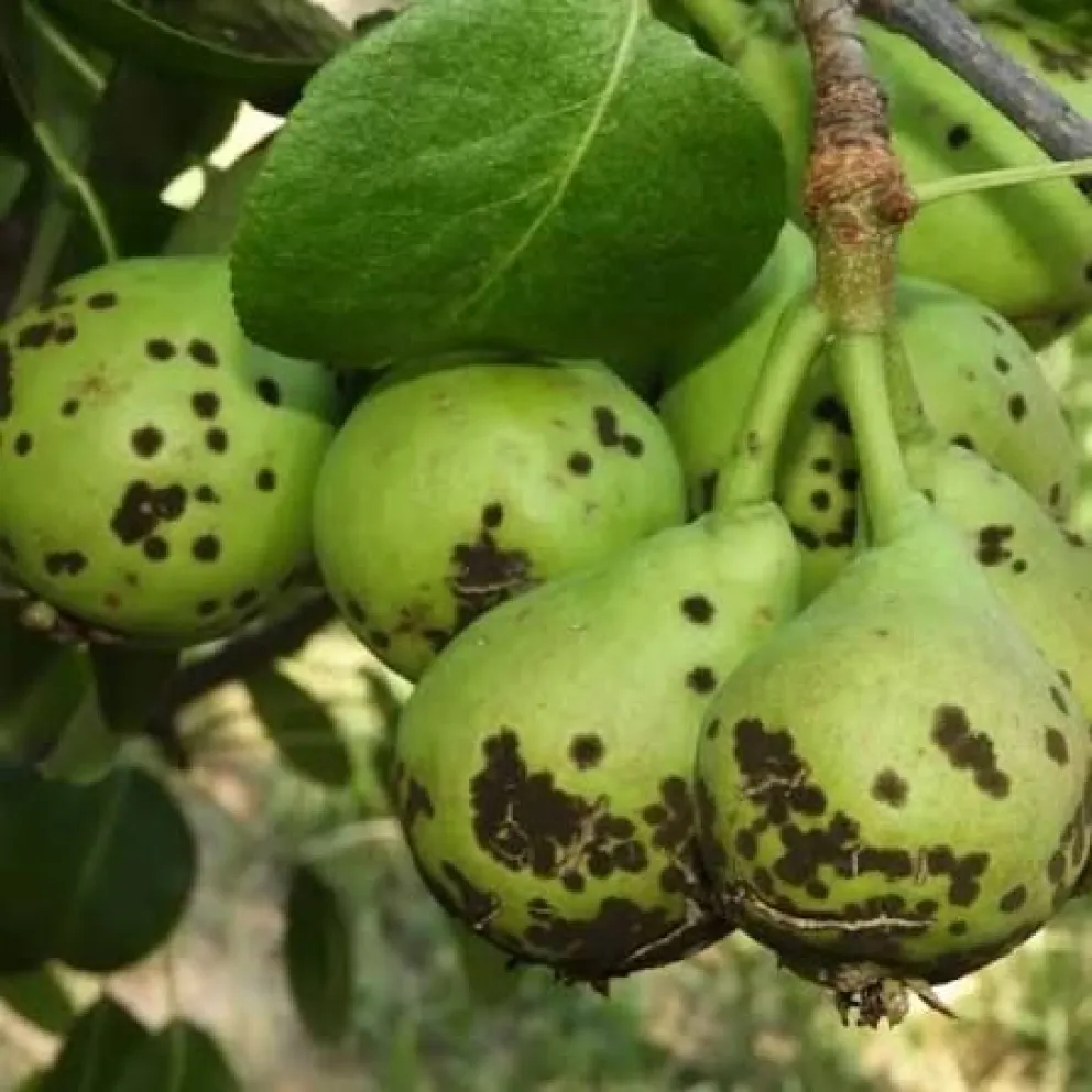 Cuando ataca directamente a la fruta, causa manchas deprimidas, escamosas y de tono oscuro. Foto archivo
