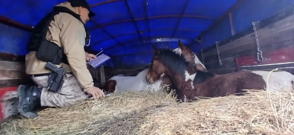 Los dos animales fueron secuestrados durante un control de la Brigada Rural sobre la Ruta Provincial 6 y quedaron a disposición de la Dirección de Ganadería de Río Negro. Foto cortesía Policía de Río Negro