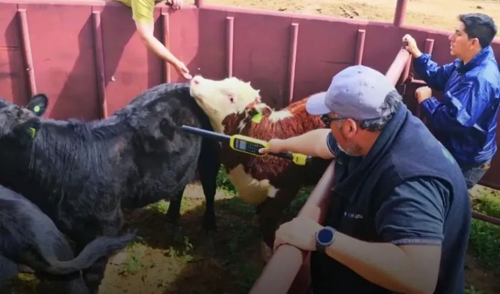 Agentes del SENASA inspeccionaron 1.138 animales durante las exposiciones rurales de primavera realizadas en cinco localidades de Río Negro, entre ellas Choele Choel y Río Colorado. Foto: gentileza.
