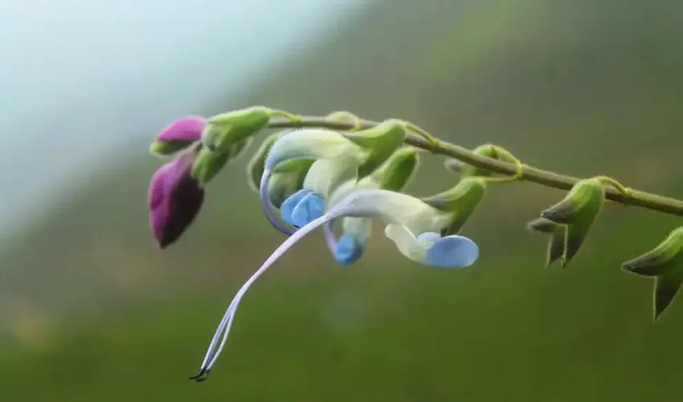 La nueva especie fue bautizada oficialmente como Salvia messii. Foto gentileza