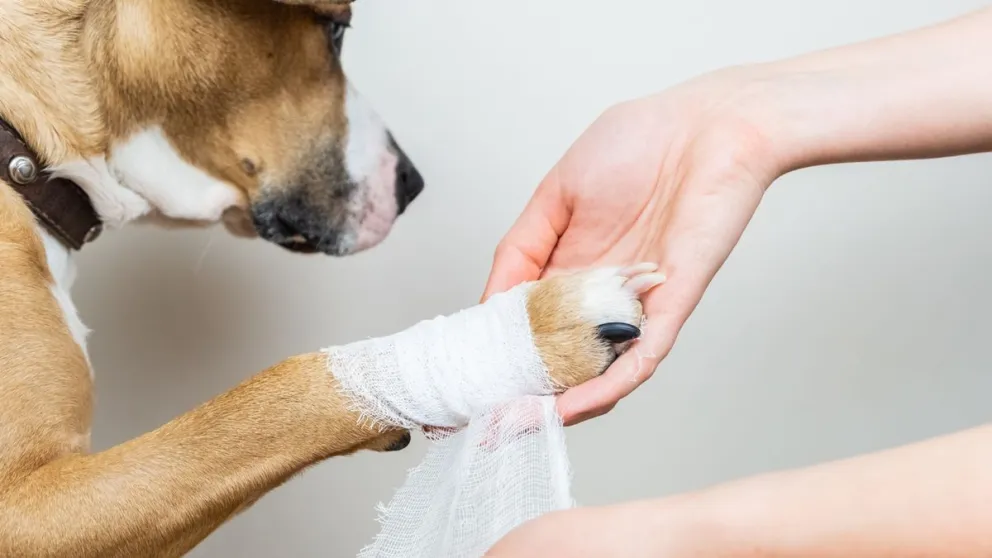 Quienes deseen asistir deben anotarse previamente. La entrada será alimento para perros o gatos. (Foto: web)