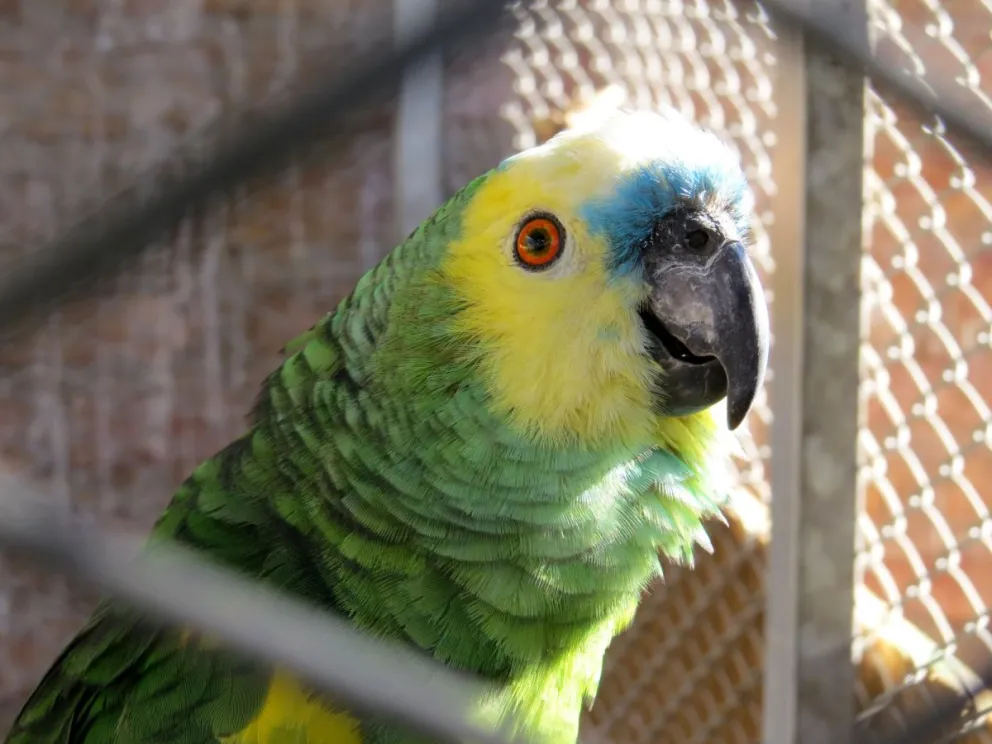 El loro hablador es una de las especies que por años fueron elegidas como "mascotas" en varios hogares. Foto: ONG Guardafaunas honorarios