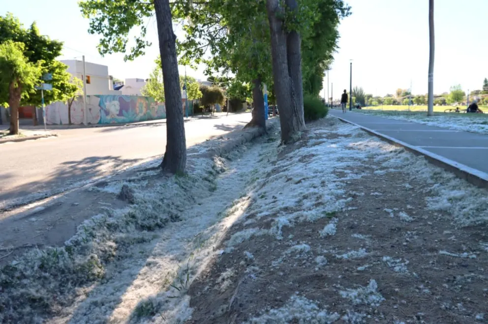 La pelusa cambió el paisaje en Roca. Fotos Tania Domenicucci